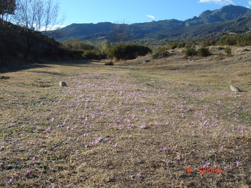 Wild crocuses at the mountains near Madrid (Spain). Photographss taken by Dr. Joaquin Medina