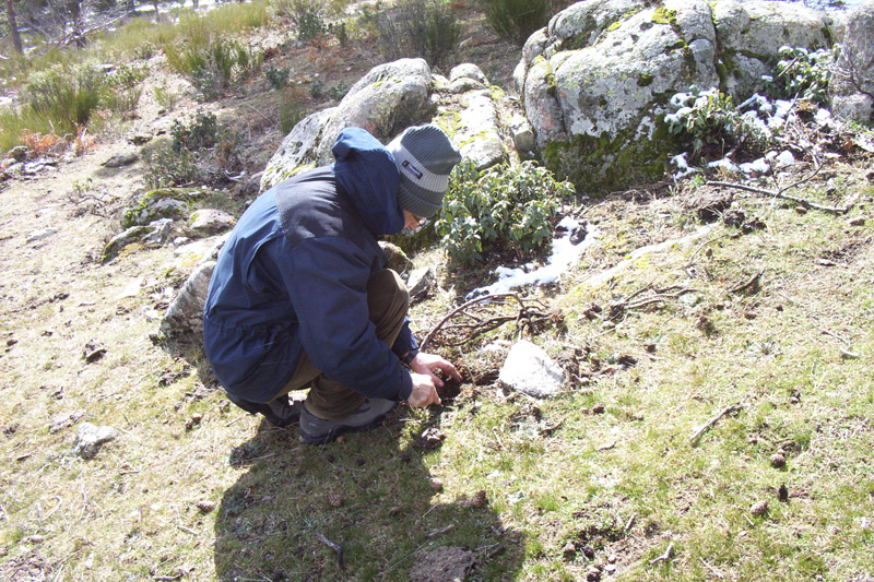 Crocus carpetanus from the Sierra de Madrid/Segovia. Shots taken by Dr. Joaquin Medina in February 2006 