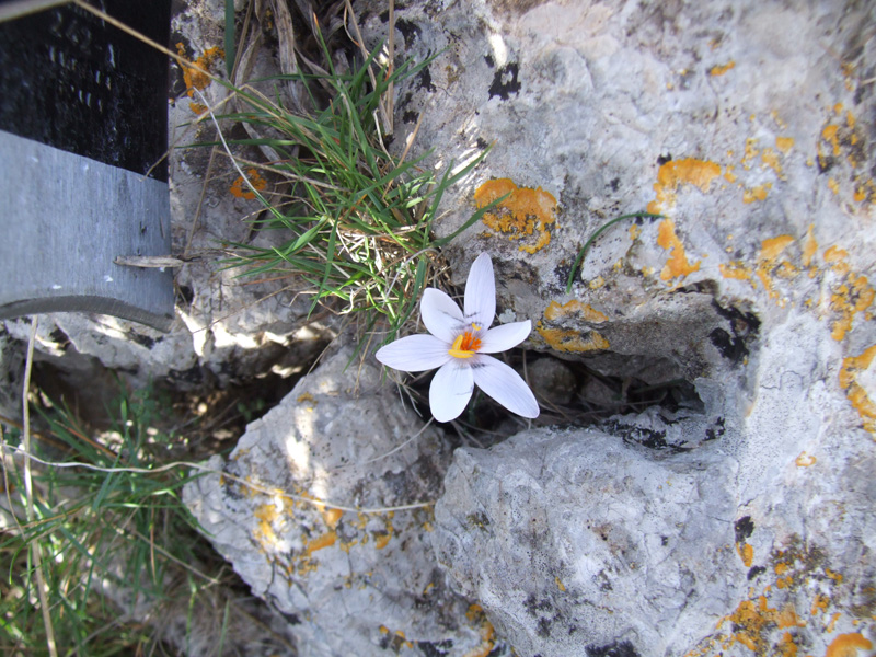 Crocus cambessedesii , and endemism of the Balearic Islands . Photos taken by the team of Prof. Jose-Luis Guardiola 