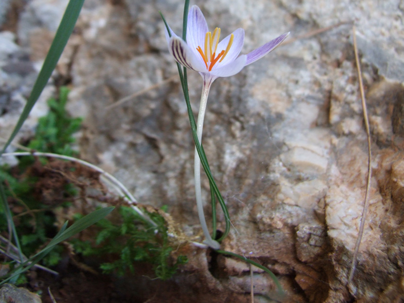 Crocus cambessedesii , and endemism of the Balearic Islands . Photos taken by the team of Prof. Jose-Luis Guardiola 