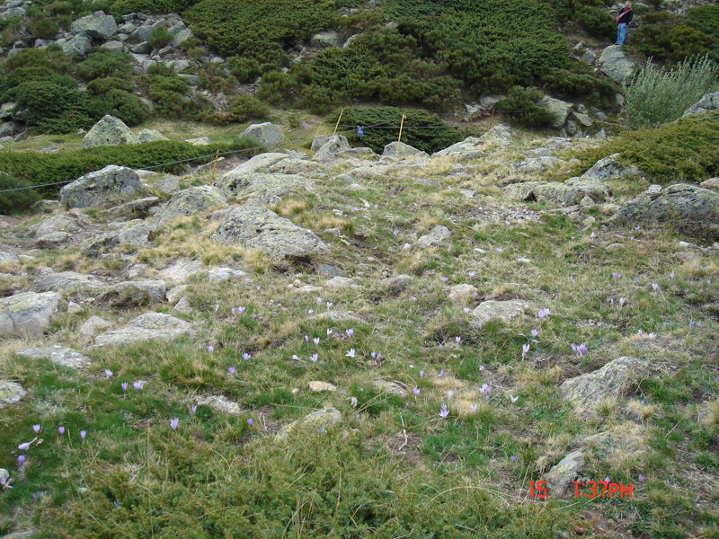 Wild crocuses at the mountains near Madrid (Spain). Photographss taken by Dr. Joaquin Medina in October, 2006 