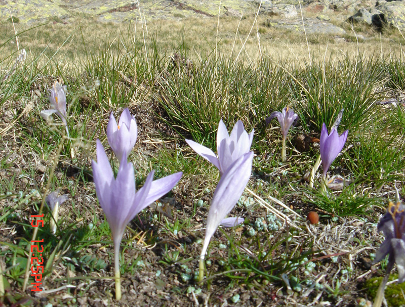 Wild crocuses at the mountains near Madrid (Spain). Photographss taken by Dr. Joaquin Medina in October, 2006 